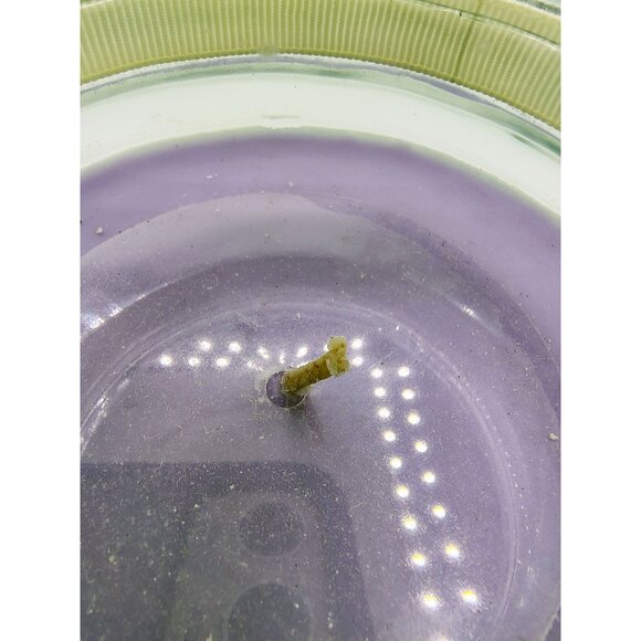 Candle Glass Jar Lavender Scented Lid Ribbon Pinecone Accent 18oz Purple - Picture 12 of 16